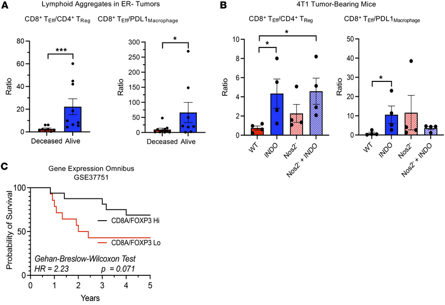 Analysis of immune phenotypes in lymphoid aggregates of ER– tumors.
(A) ...