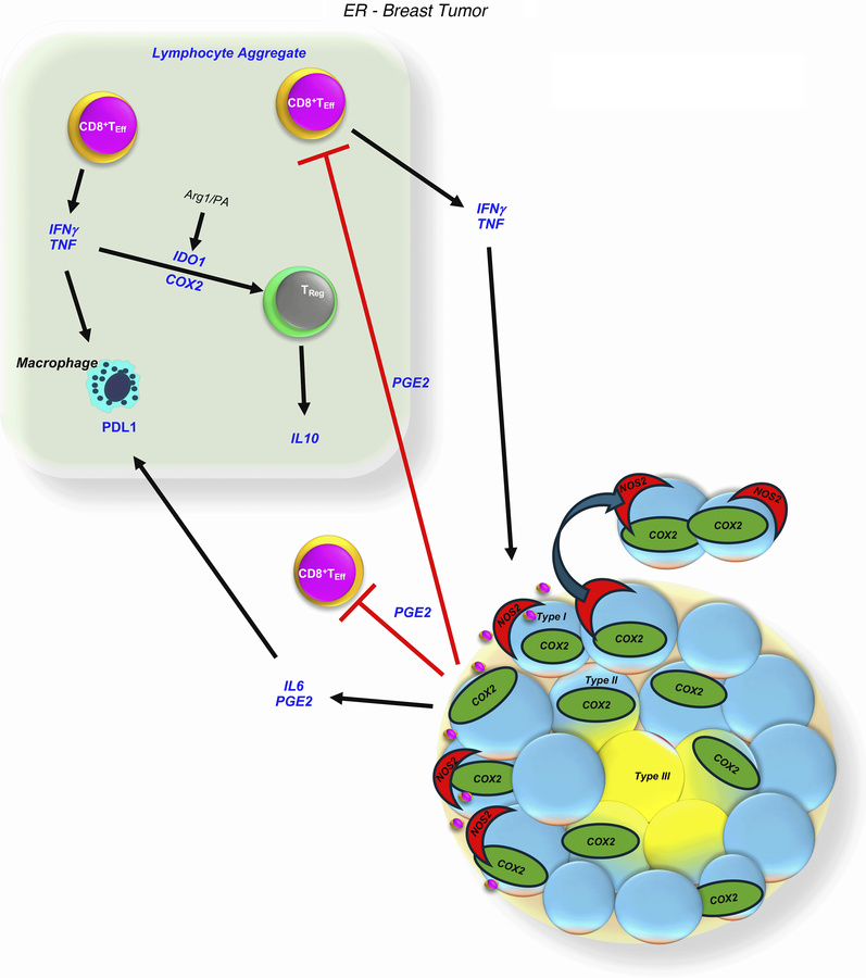 Summary of immunosuppressive signaling progression.
Stroma-restricted CD...