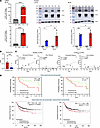 Cytokine-induced NOS2 and COX2 expression.