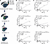 Tumor COX2 promotes immune cold regions.