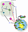 Summary of immunosuppressive signaling progression.