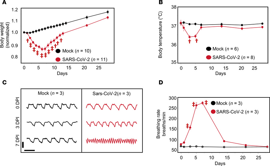 SARS-CoV-2 infection causes weight loss, hypothermia, and tachypnea in t...