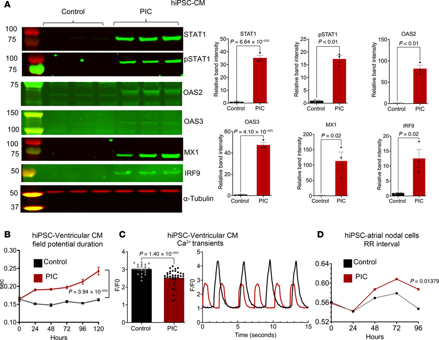 PIC increases expression of antiviral interferon signaling proteins and ...