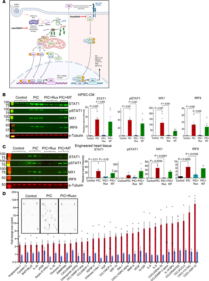 JAK/STAT inhibition, but not mitochondrial antioxidant treatment, suppre...