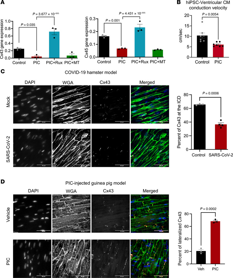 Connexin dysregulation in vitro and in vivo after innate immune activati...