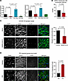Connexin dysregulation in vitro and in vivo after innate immune activation.