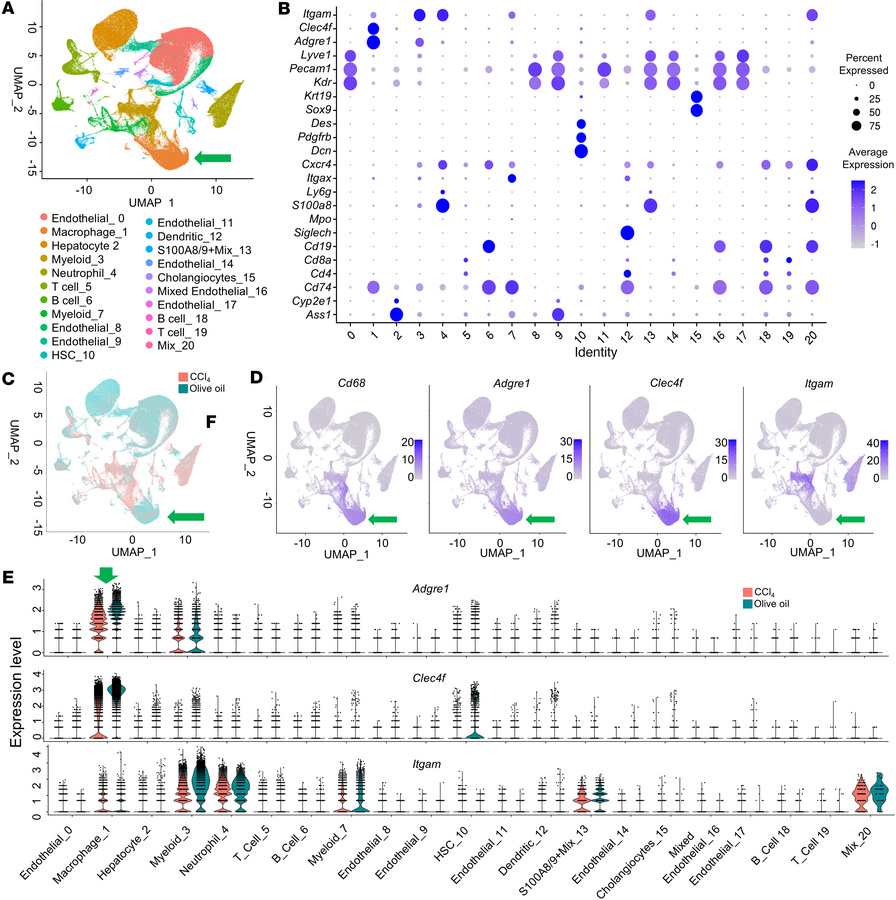 scRNA-seq identifies 2 predominant macrophage populations after CCl4-ind...