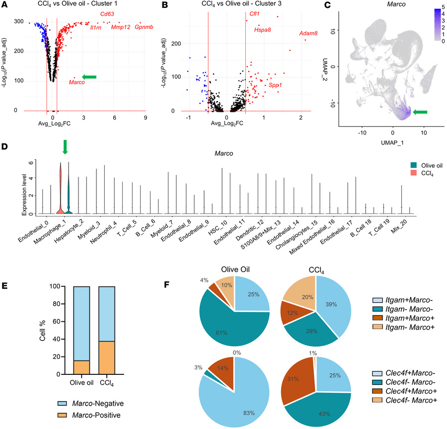 Expression of Marco is upregulated in a specific macrophage subpopulatio...