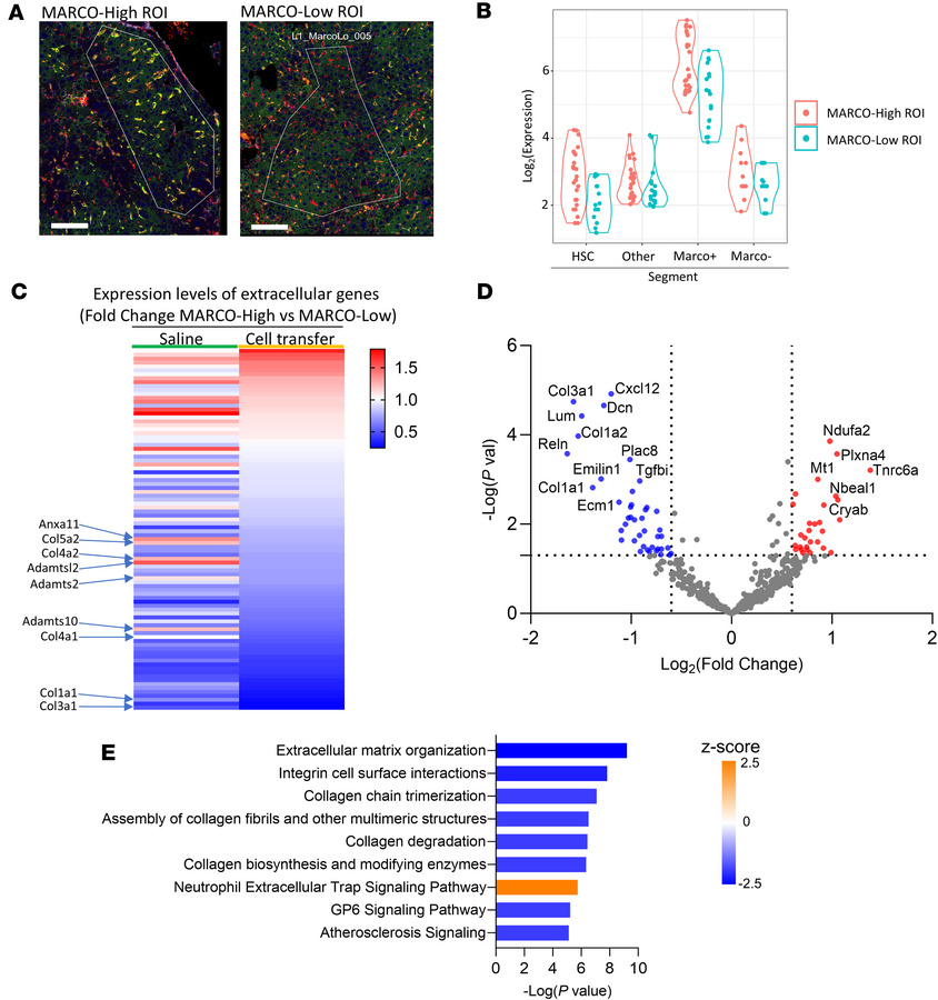 Adoptive transfer of Marco+ macrophages in vivo induces phenotypic chang...