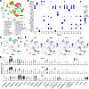 scRNA-seq identifies 2 predominant macrophage populations after CCl4-induce