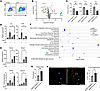 LPS induces a MARCO+ population in BMDMs with antiinflammatory characterist