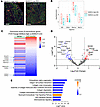 Adoptive transfer of Marco+ macrophages in vivo induces phenotypic changes
