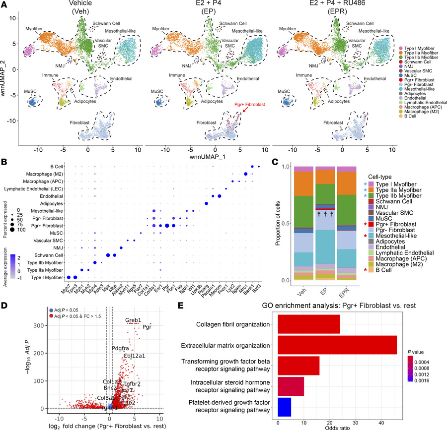 Single-nuclei RNA sequencing analysis reveals a unique population of Pgr...