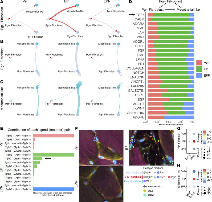 
Pgr+ fibroblasts may communicate with Pgr– fibroblasts and mesothelial-...