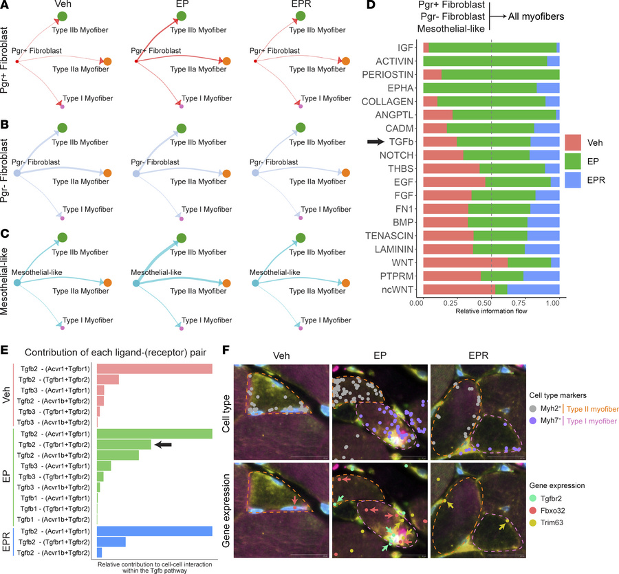 
Pgr+ fibroblasts, Pgr– fibroblasts, and mesothelial-like cells may cont...
