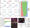 Pgr+ fibroblasts may communicate with Pgr– fibroblasts and mesothelial-like