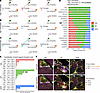 Pgr+ fibroblasts, Pgr– fibroblasts, and mesothelial-like cells may contribu