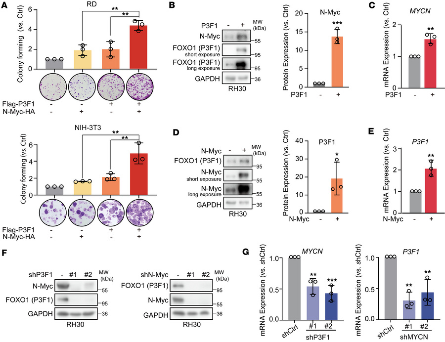 Reciprocal transcriptional activation of PAX3-FOXO1 and N-Myc in the mal...