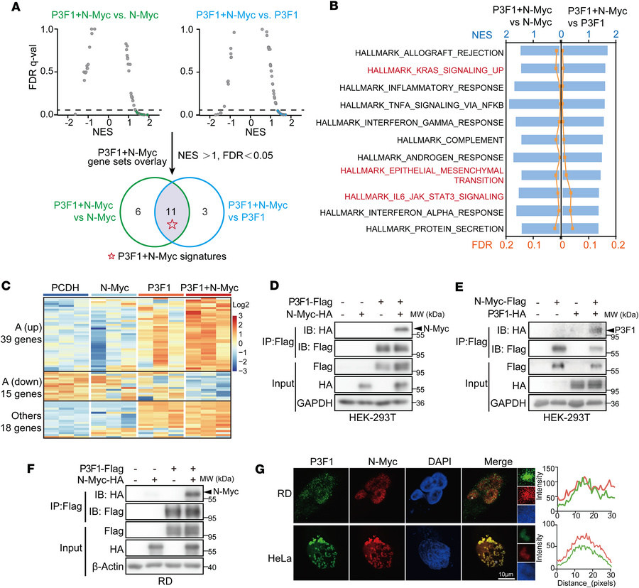 PAX-FOXO1/N-Myc positive feedback loop drives global transcriptional rep...