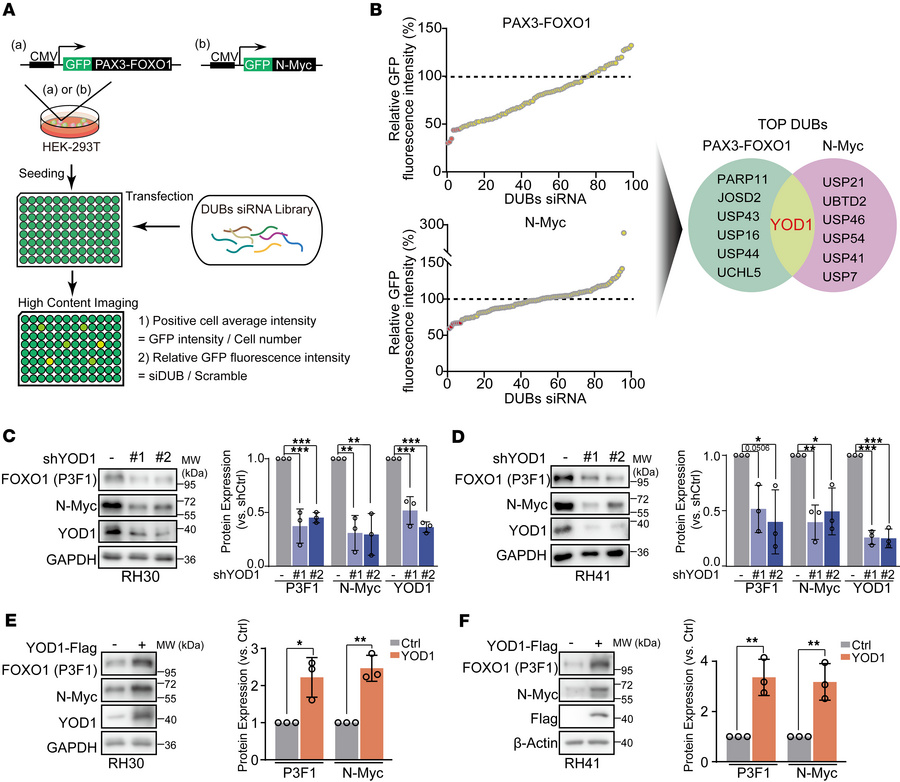 The deubiquitinase YOD1 dictates both PAX3-FOXO1 and N-Myc protein stabi...