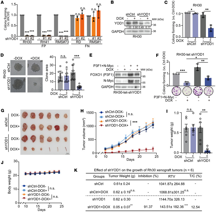 Depletion of YOD1 inhibits the growth of RMS both in vitro and in vivo.
...