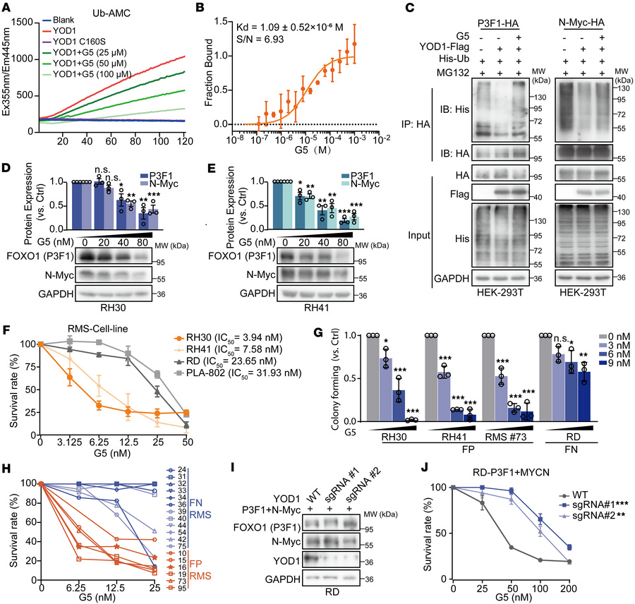 YOD1 inhibitor G5 can inhibit the malignant phenotypes of FP-RMS cells.
...