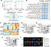 PAX-FOXO1/N-Myc positive feedback loop drives global transcriptional reprog