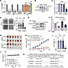 Depletion of YOD1 inhibits the growth of RMS both in vitro and in vivo.