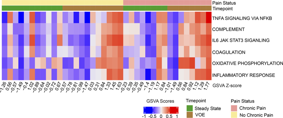 Heatmap of GSVA scores indicates changes in pathway enrichment between s...