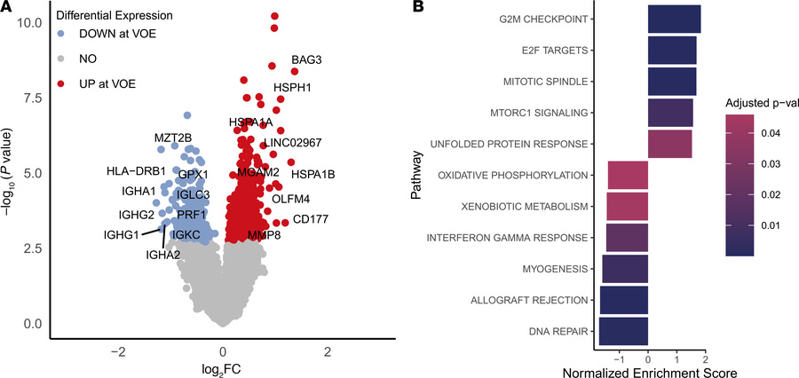 CD71+ cell gene expression and pathway enrichment changes in VOEs.
(A) V...