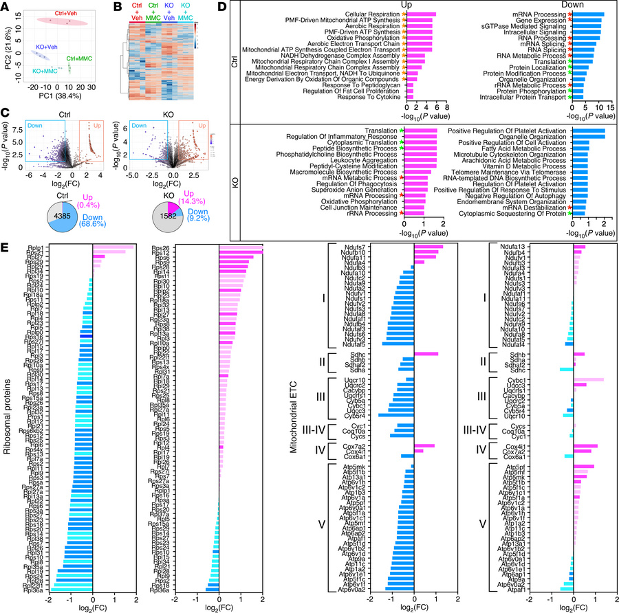Effects of MMC on the lung proteomic landscape in Ctrl and KO mice.
(A) ...