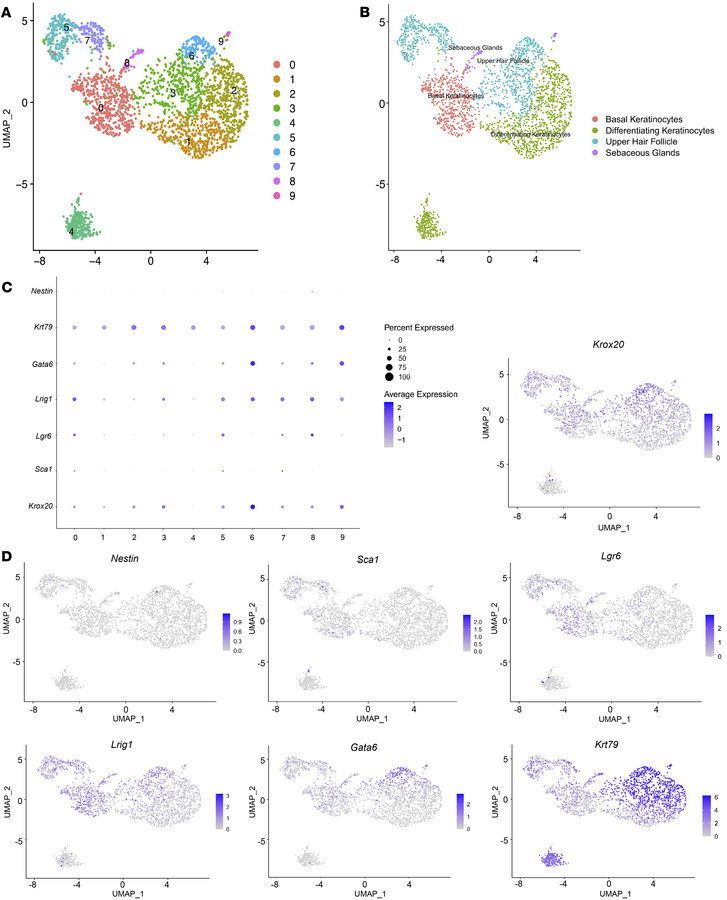 scRNA-Seq analysis on the epidermal cells of Krox 20-GFP P5 pups reveals...