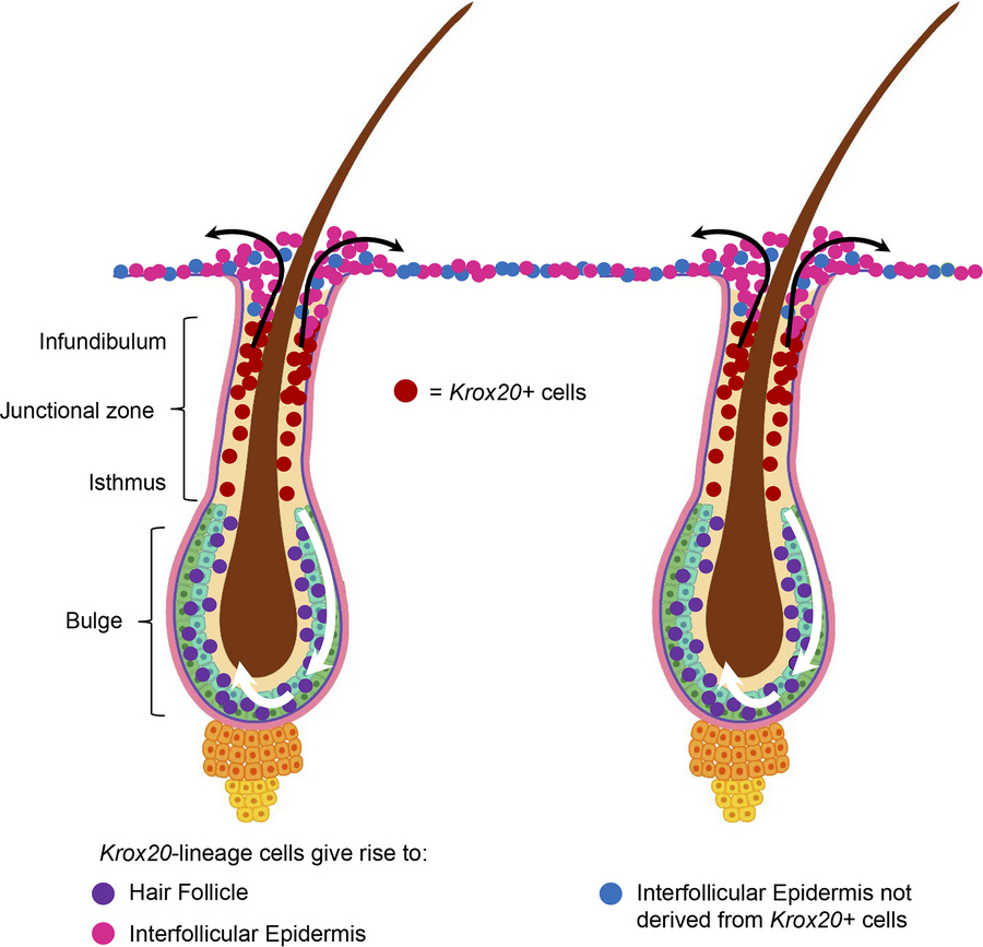 graphical abstract