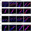 Lineage tracing in Krox20-CreERT; R26-tdTomato mice reveals contribution of