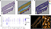 Spatial transcriptomic analysis of the dorsal skin of Krox20-CreERT; R26-td