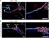 Krox20 is not expressed in the volar epithelium.