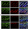 Krox20+ cells are indispensable for skin homeostasis.