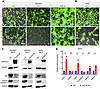 Krox20 overexpression in vitro alters cell identity.