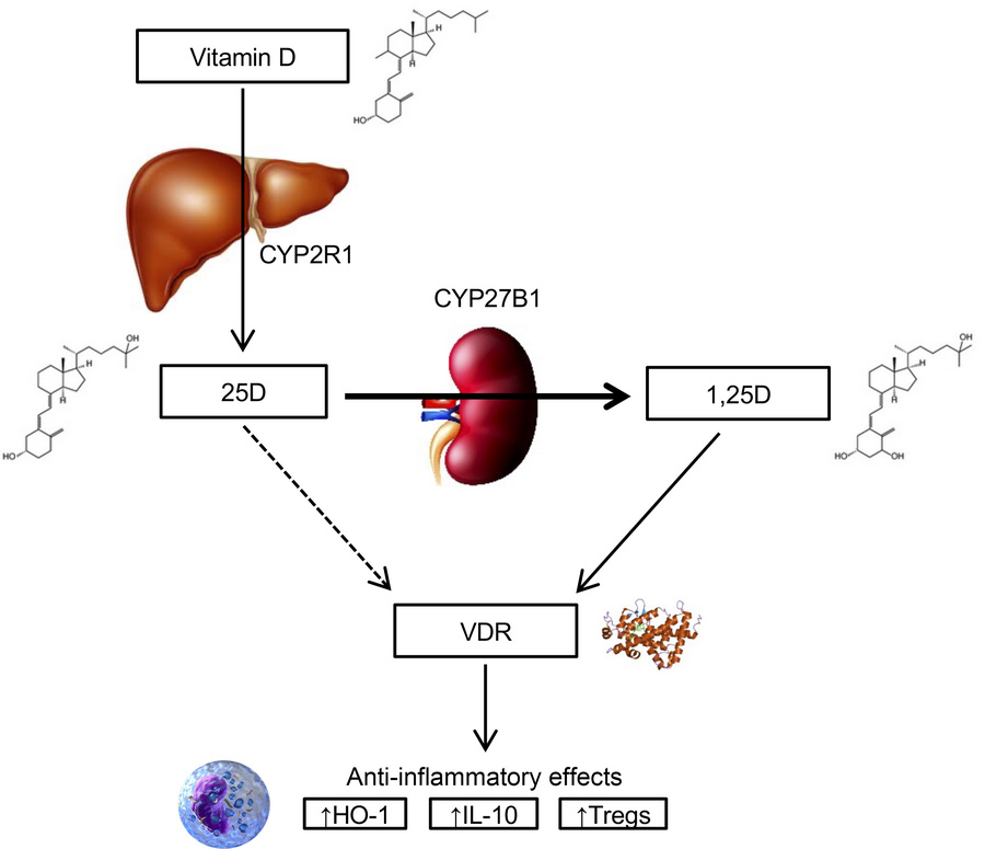 Overview of vitamin D metabolism.
Vitamin D is derived from dietary sour...