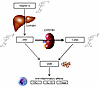 Overview of vitamin D metabolism.