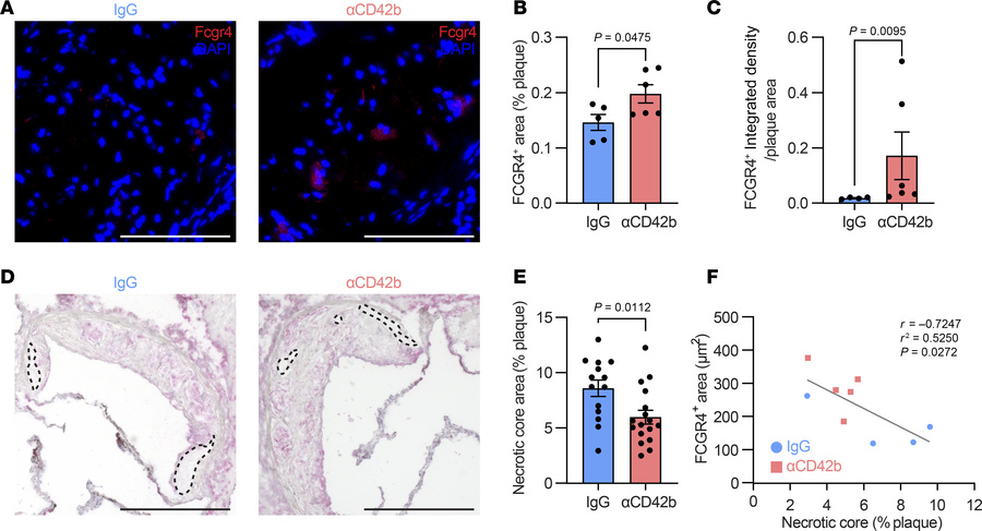 In plaques after lipid lowering, platelet depletion leads to increased a...