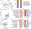 CD45+ scRNA-seq shows that loss of platelets changes the phenotype of plaqu