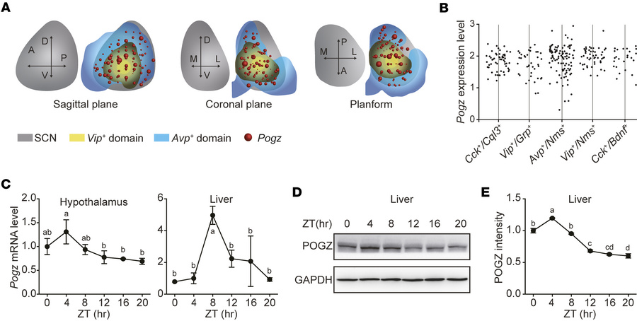 Expression and rhythmic oscillation of POGZ in the SCN and liver.
(A) Th...