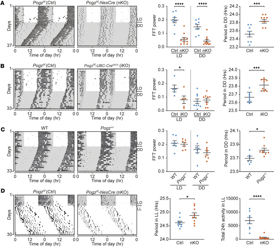 Circadian behavioral rhythms in Pogz-deficient mice.
(A) Circadian locom...