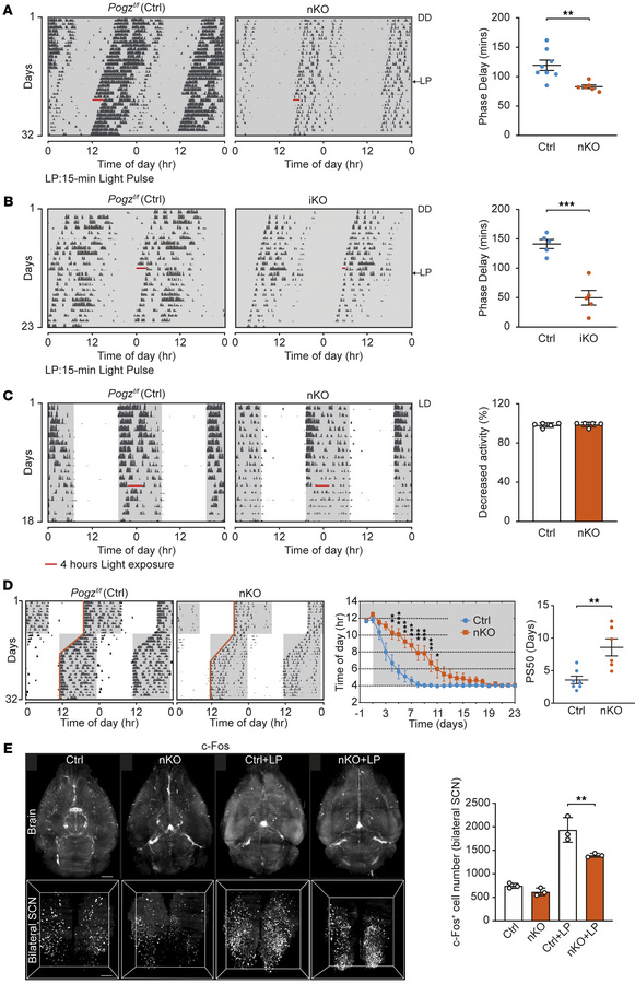 
Pogz-deficient mice are defective in resetting the circadian clock.
(A ...