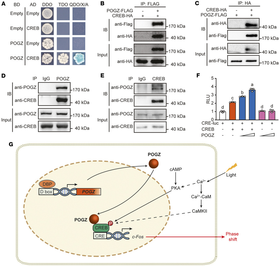 POGZ interacts with and enhances CREB-mediated transcriptional activatio...