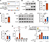 DBP regulates the expression of POGZ.