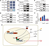 POGZ interacts with and enhances CREB-mediated transcriptional activation.