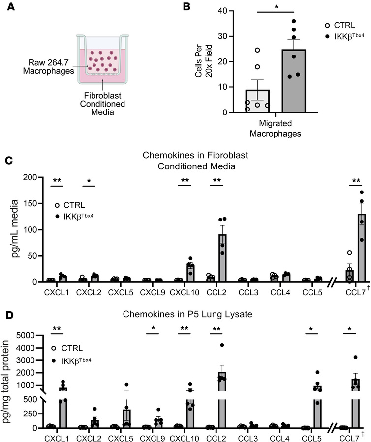 IKKβTbx4 mouse lung fibroblasts produce chemokines that recruit macropha...