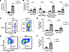 Mesenchymal-derived inflammation recruits macrophages to the saccular-stage